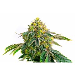 Hulk OG genetics, Фасовка: 3+1
